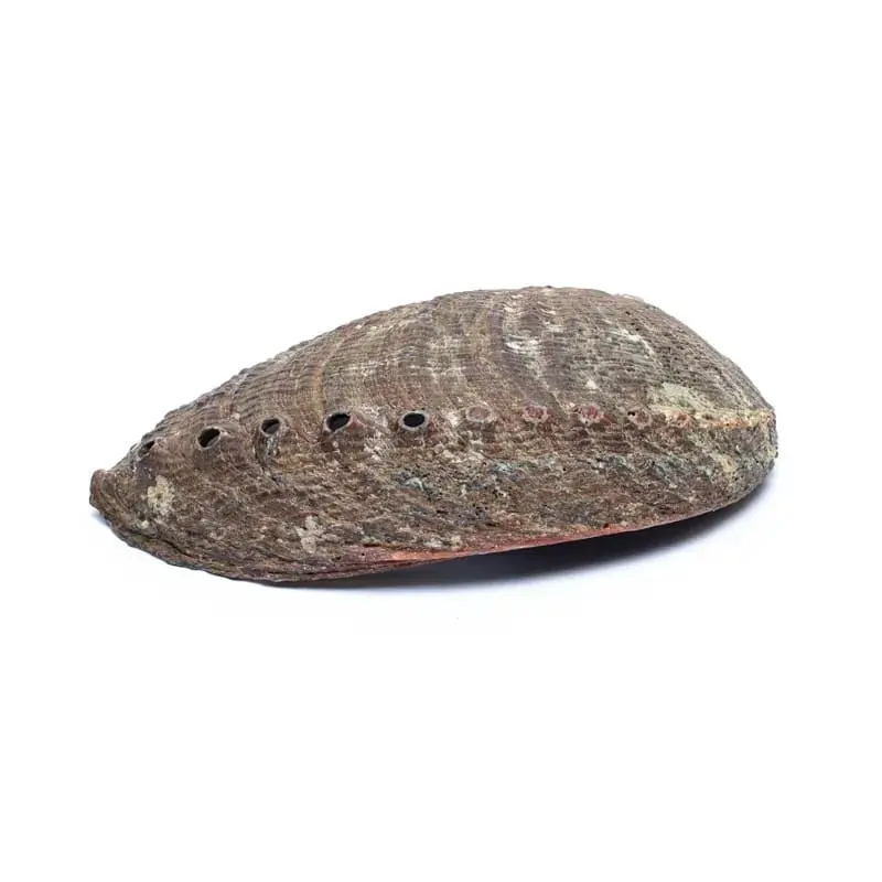 coquille-ormeau-exterieur-ysao.webp