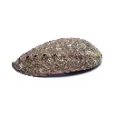 coquille-ormeau-exterieur-ysao.webp
